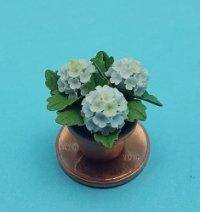 Hydrangea in Pot, BL