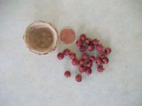 Bushel Basket of Red Apples