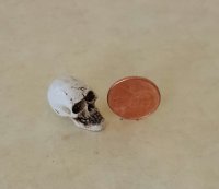 Skull, 1 pc